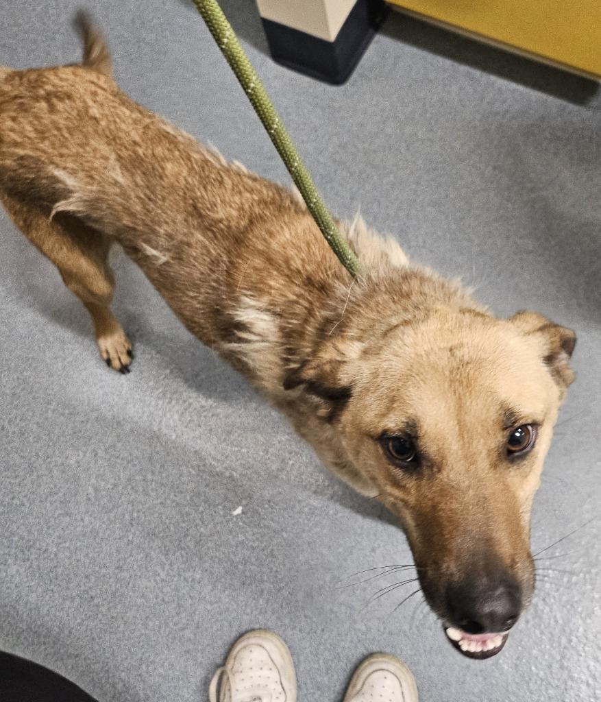 Osbourne, Adoptable, Young Male Shepherd.