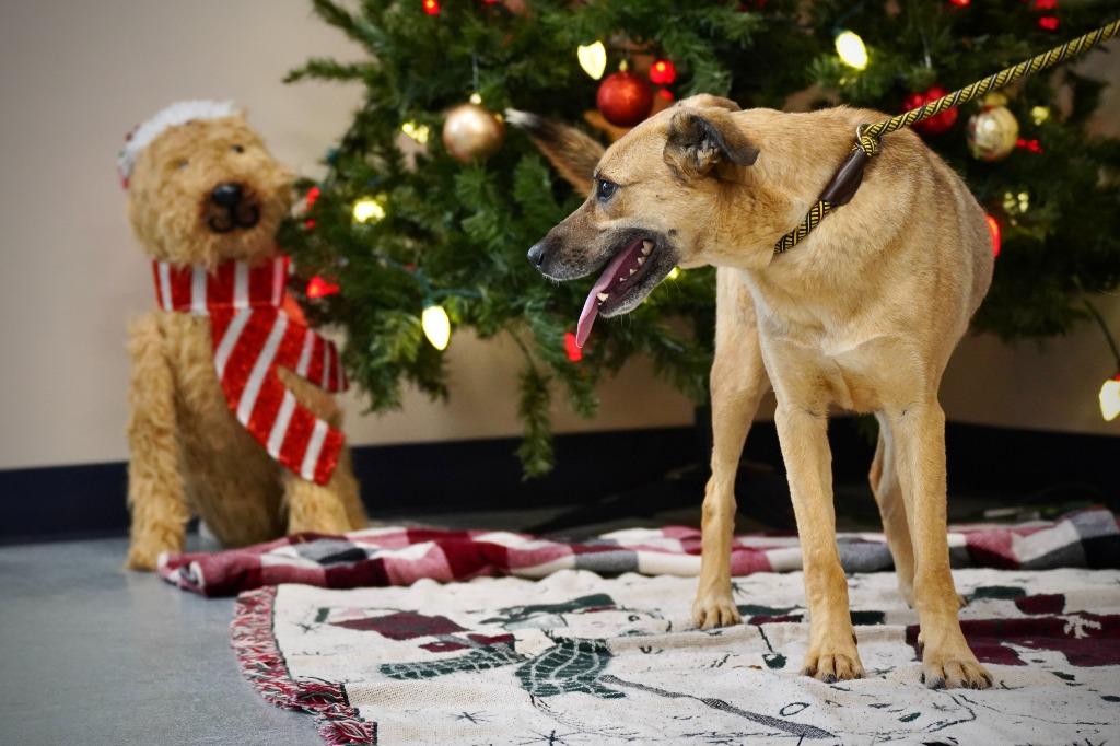 Enlarge Osbourne, a Adoptable mixed breed in Portland, IN image 2/4