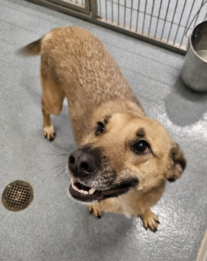 Enlarge Osbourne, a Adoptable mixed breed in Portland, IN image 3/4