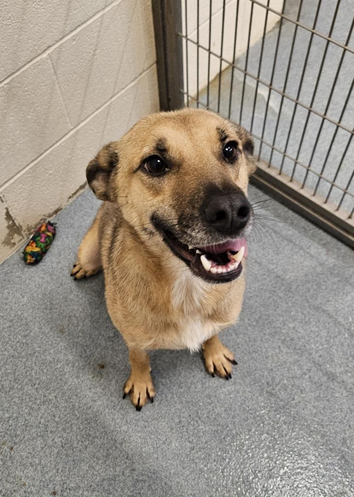 Enlarge Osbourne, a Adoptable mixed breed in Portland, IN image 4/4