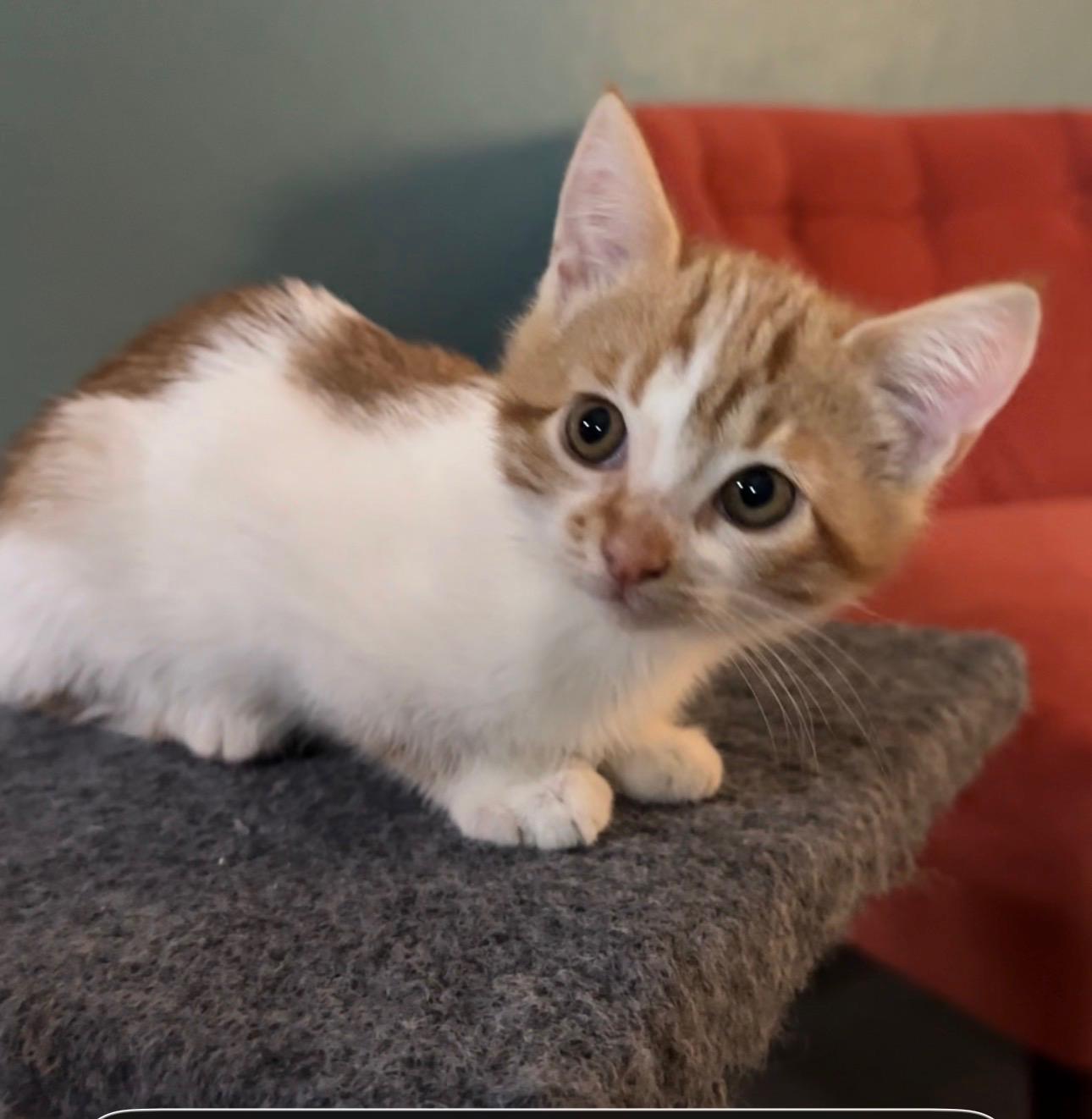 Dixie, Adopted, Young Female Domestic Short Hair.