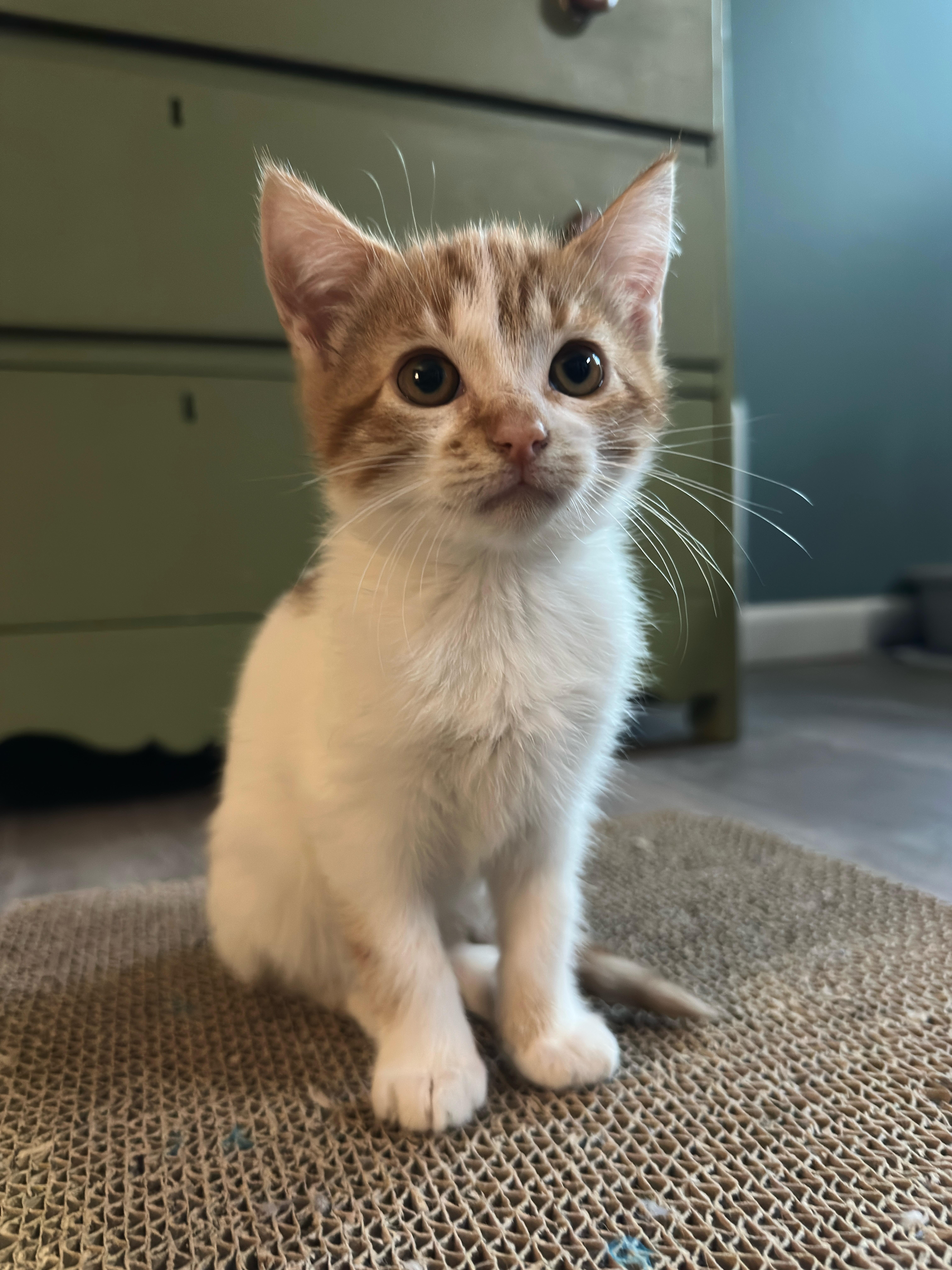 Enlarge Dixie, a Adopted Domestic Short Hair in Long Beach, CA image 2/5