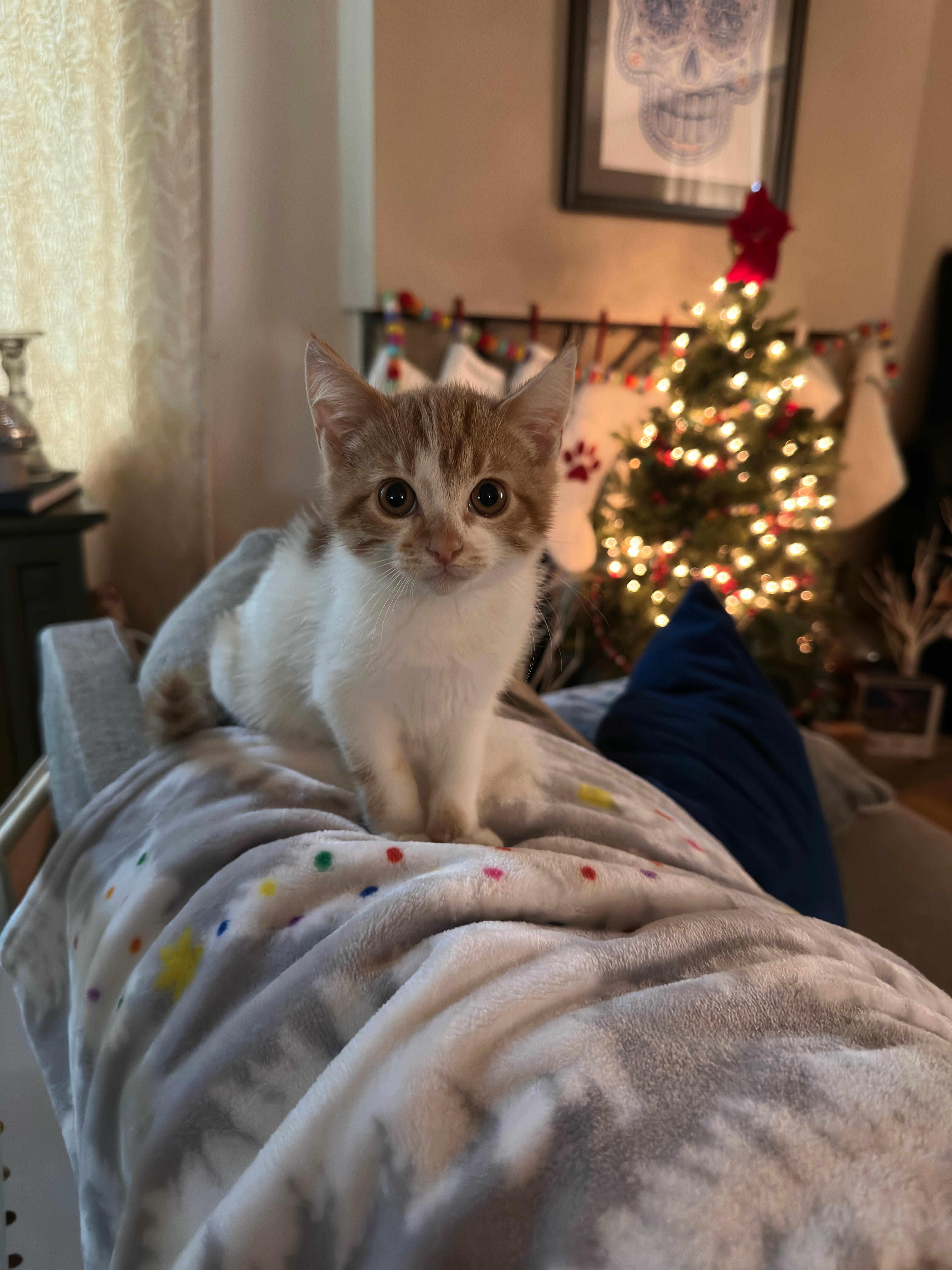 Enlarge Dixie, a Adopted Domestic Short Hair in Long Beach, CA image 4/5