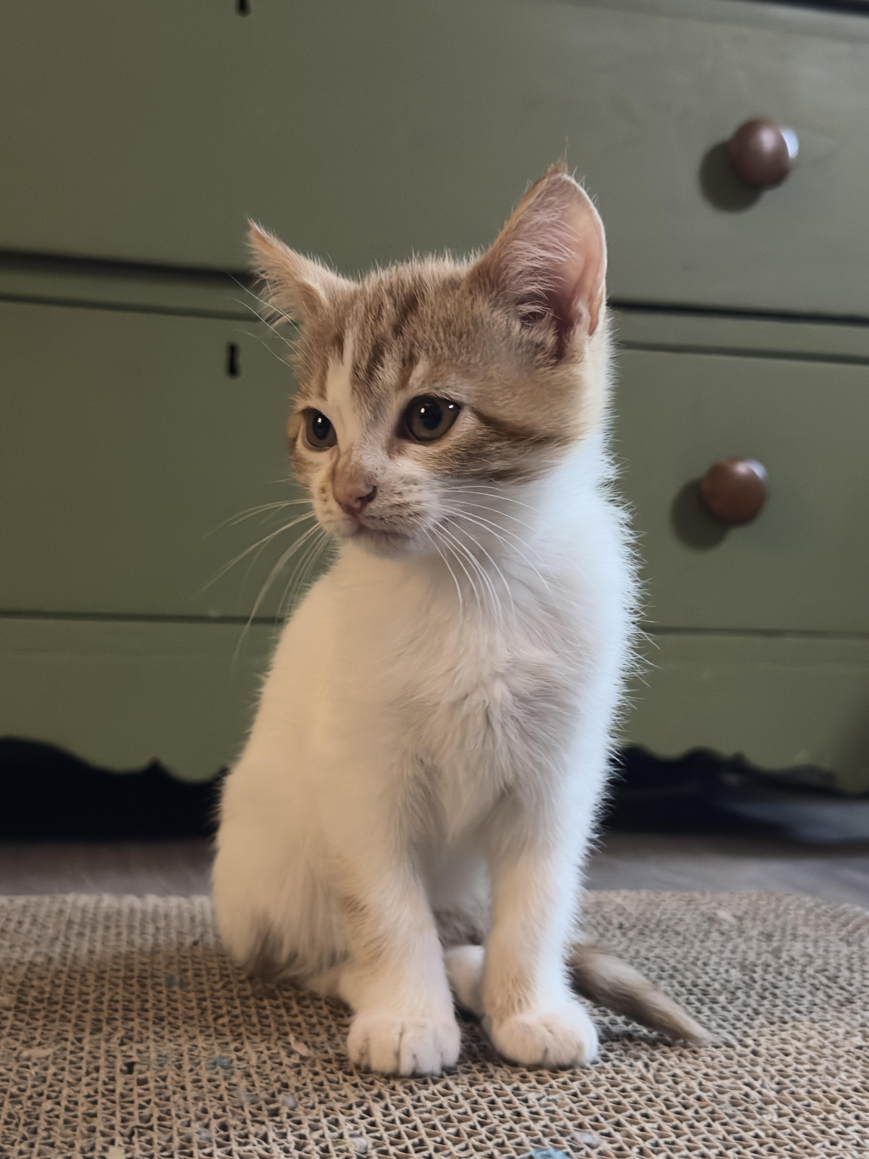 Enlarge Dixie, a Adopted Domestic Short Hair in Long Beach, CA image 5/5
