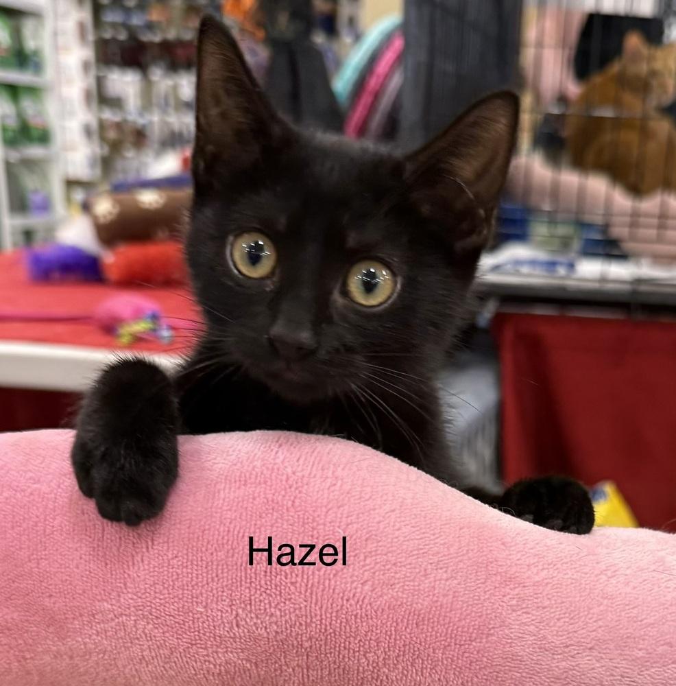Enlarge Hazel, a Adoptable Domestic Short Hair in Safety Harbor, FL image 1/1