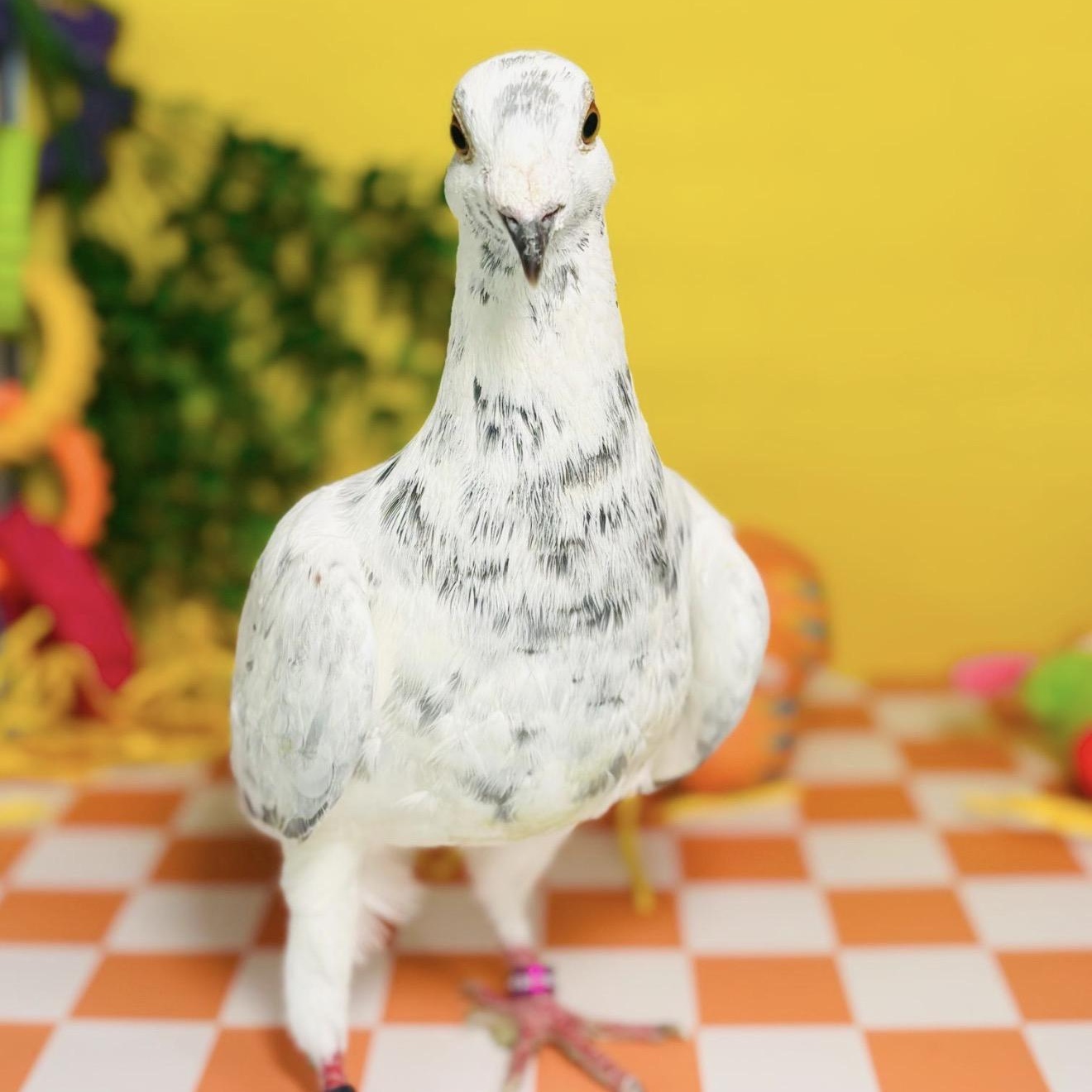 Enlarge Ptarmigan , a ADOPTABLE Pigeon in Chicago, IL image 5/5