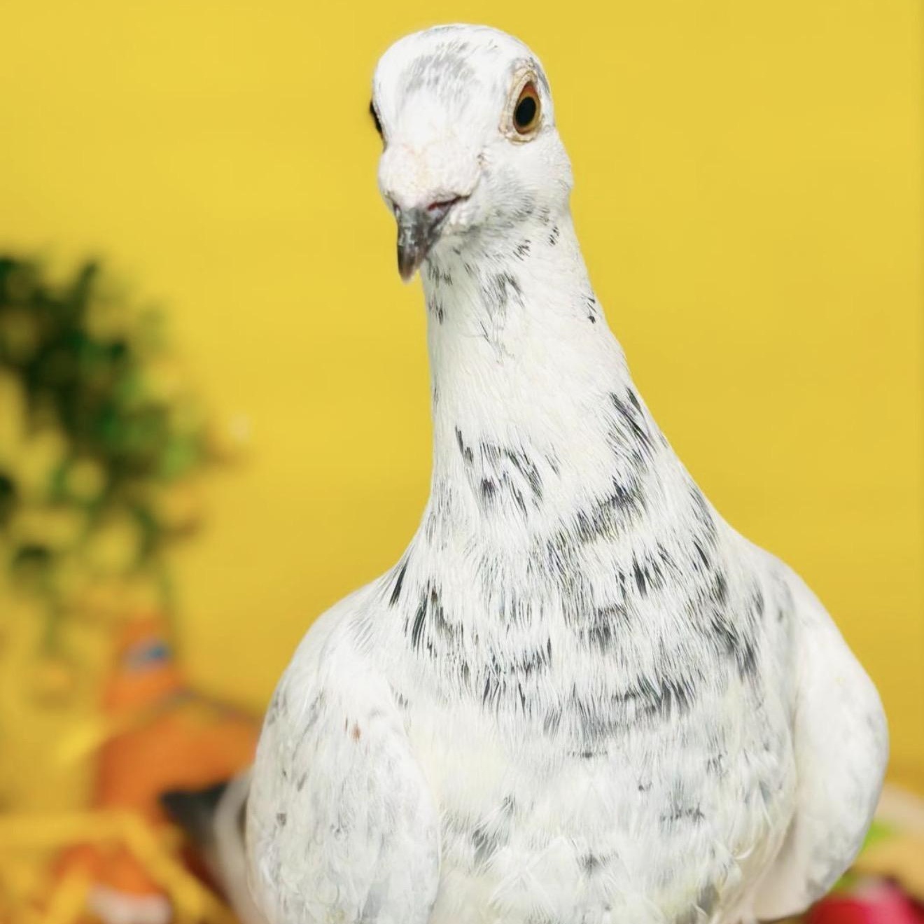 Enlarge Ptarmigan , a ADOPTABLE Pigeon in Chicago, IL image 2/5