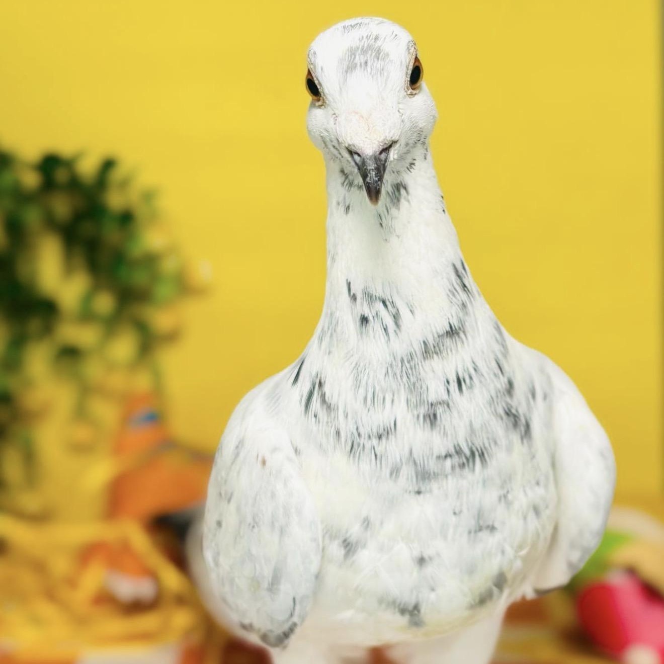Enlarge Ptarmigan , a ADOPTABLE Pigeon in Chicago, IL image 4/5