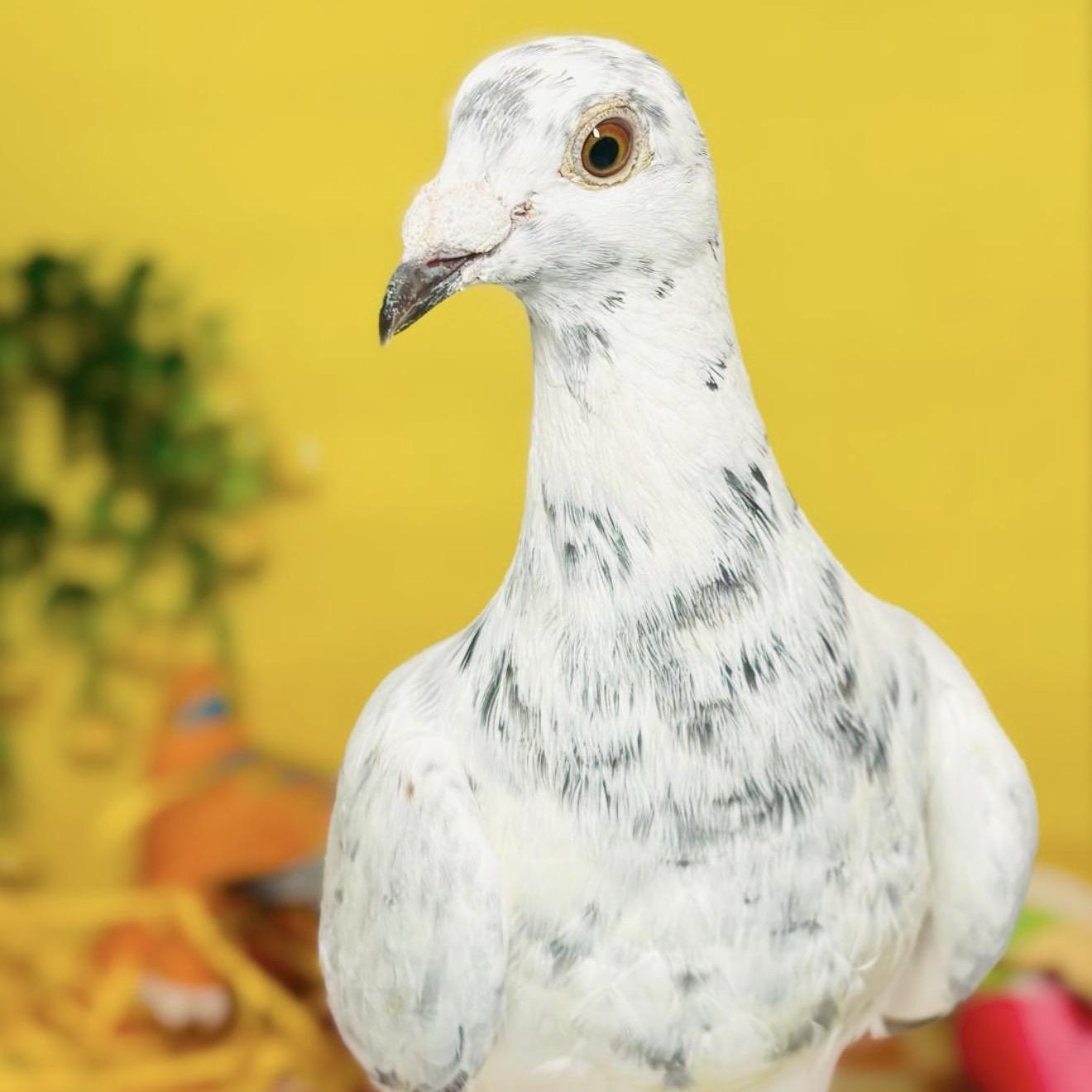 Enlarge Ptarmigan , a ADOPTABLE Pigeon in Chicago, IL image 1/5