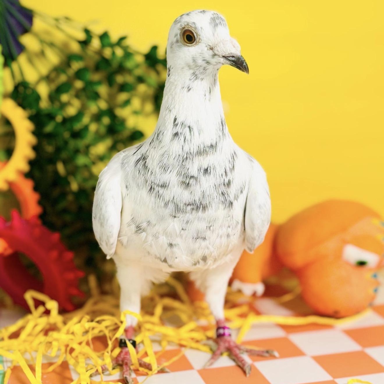 Enlarge Ptarmigan , a ADOPTABLE Pigeon in Chicago, IL image 3/5