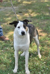Enlarge Desmond, a Adoptable mixed breed in Hot Springs, AR image 1/1