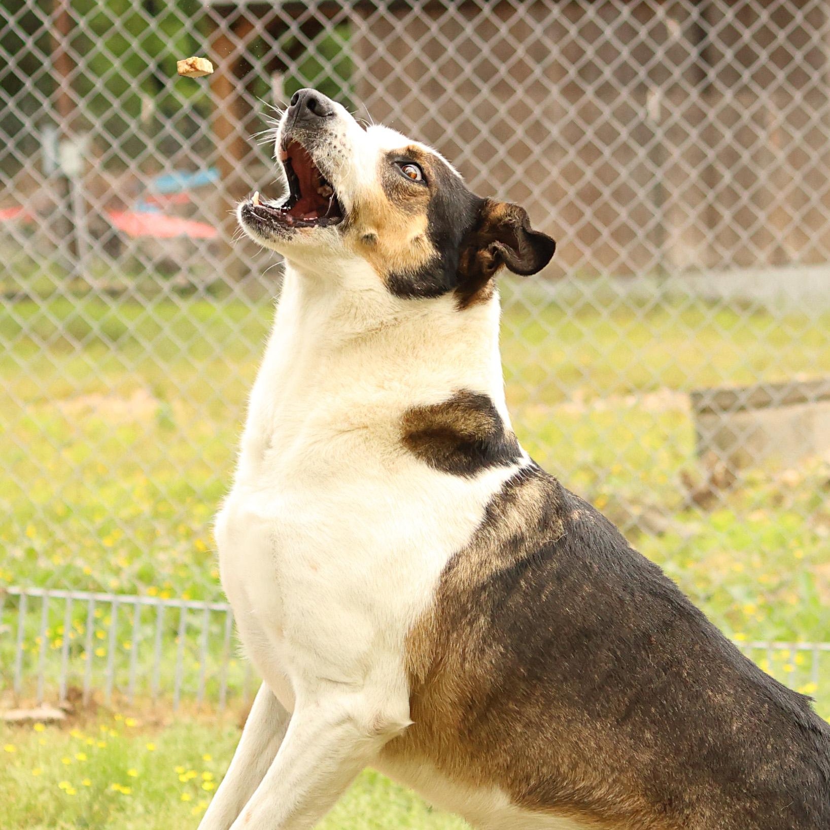 Enlarge Desmond, a Adoptable mixed breed in Hot Springs, AR image 3/3