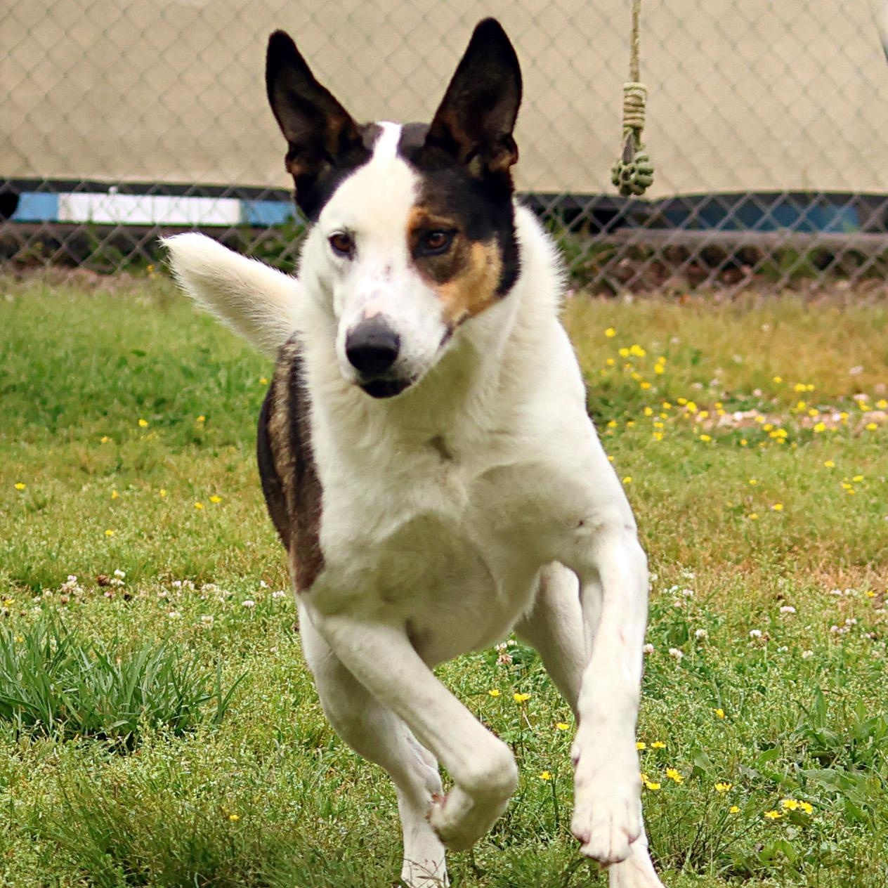 Enlarge Desmond, a Adoptable mixed breed in Hot Springs, AR image 2/3