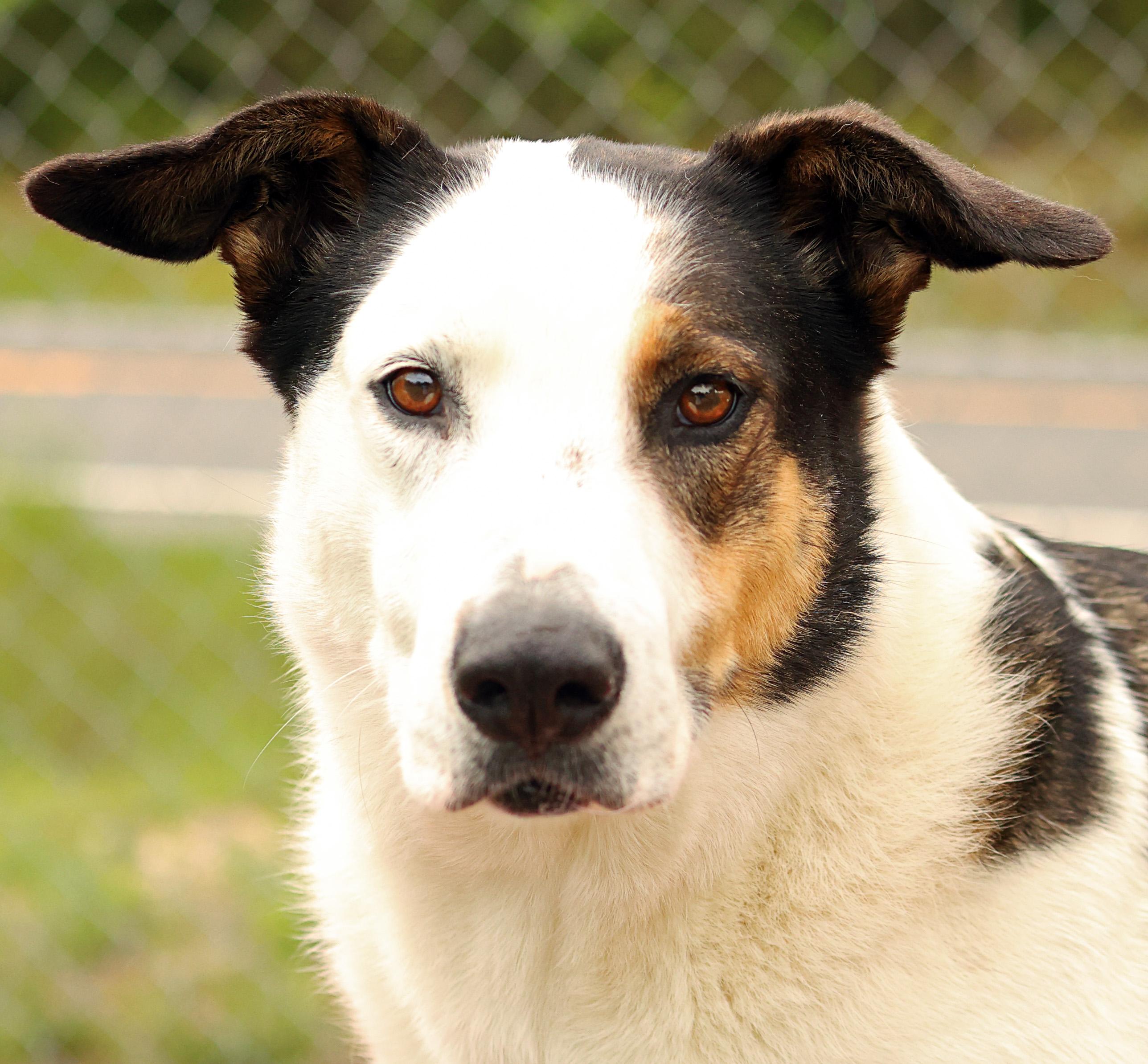 Enlarge Desmond, a Adoptable mixed breed in Hot Springs, AR image 1/3