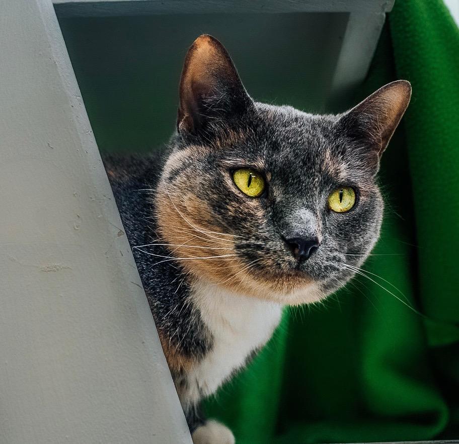 Enlarge Cali, a Adopted mixed breed in Auburn, IN image 1/1