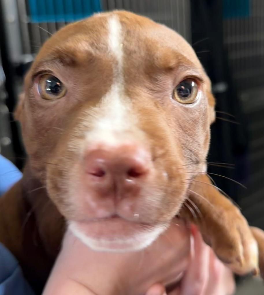 Dolly, Adoptable, Puppy Female Pit Bull Terrier.
