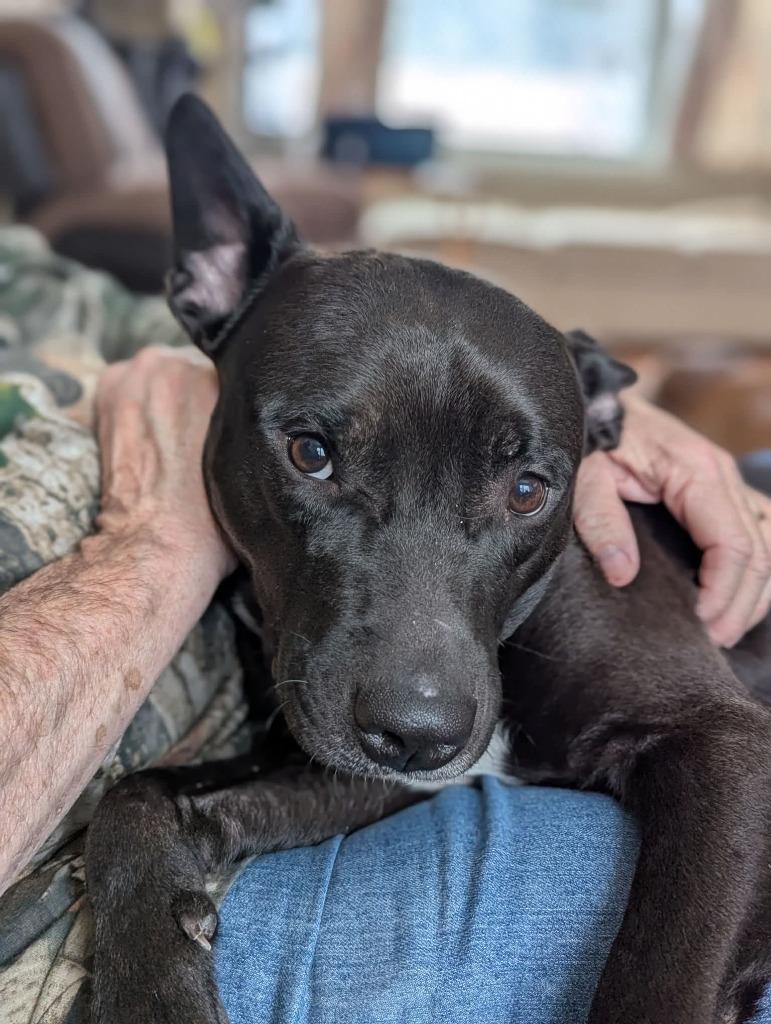 Sunny, Adoptable, Adult Male Pit Bull Terrier.