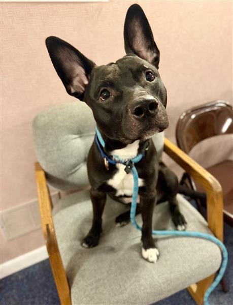 Sunny, a Adoptable Pit Bull Terrier in Gloversville, NY image 1/4