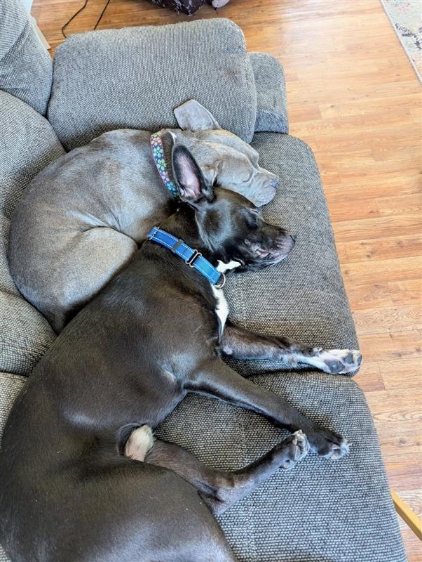 Sunny, a Adoptable Pit Bull Terrier in Gloversville, NY image 3/4