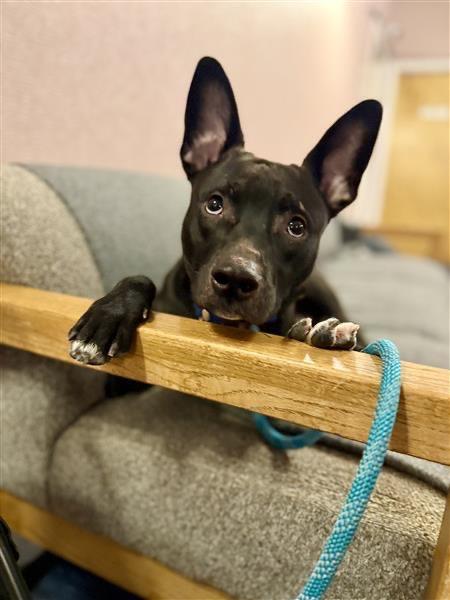 Sunny, a Adoptable Pit Bull Terrier in Gloversville, NY image 4/4