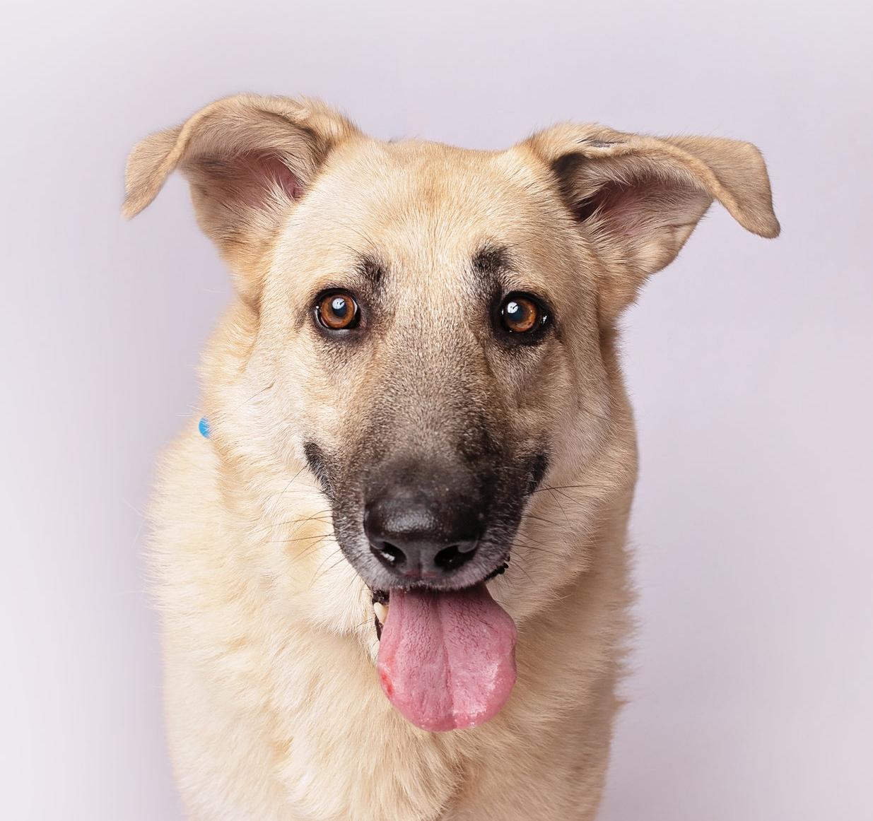 Mojo — thumbnail 4