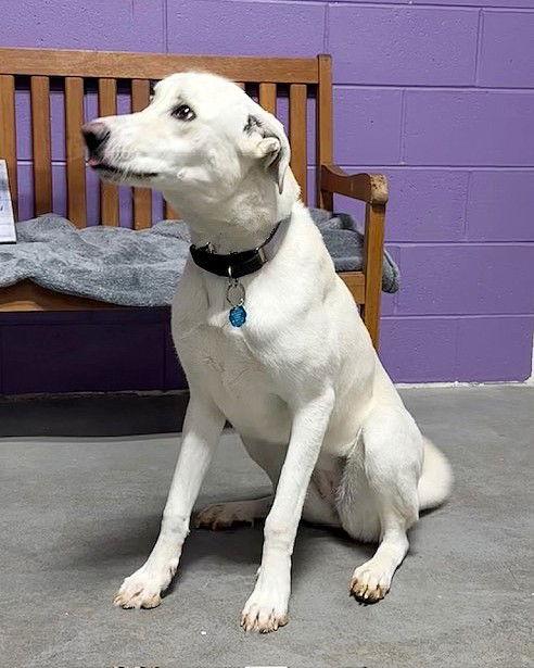 **SUE**, Adoptable, Young Female Labrador Retriever.