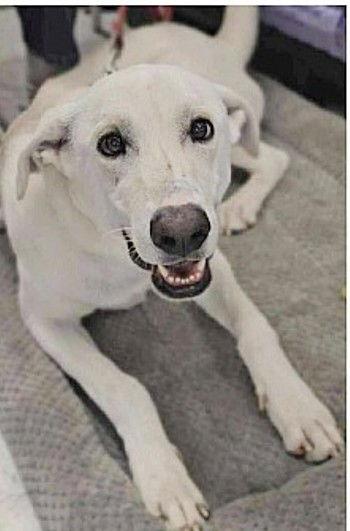 Enlarge **SUE**, a Adoptable Labrador Retriever in North Prairie, WI image 2/3