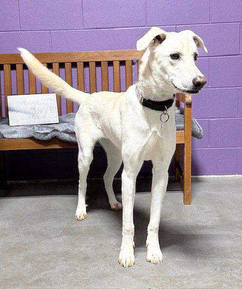 Enlarge **SUE**, a Adoptable Labrador Retriever in North Prairie, WI image 3/3