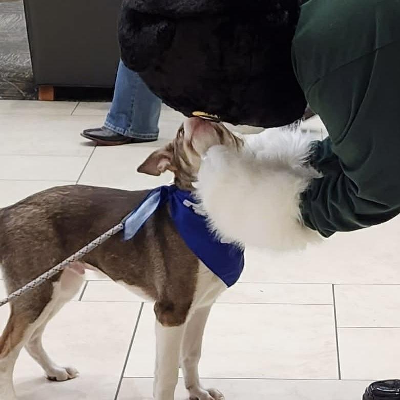 Jacob, Adoptable, Puppy Male Mixed Breed.