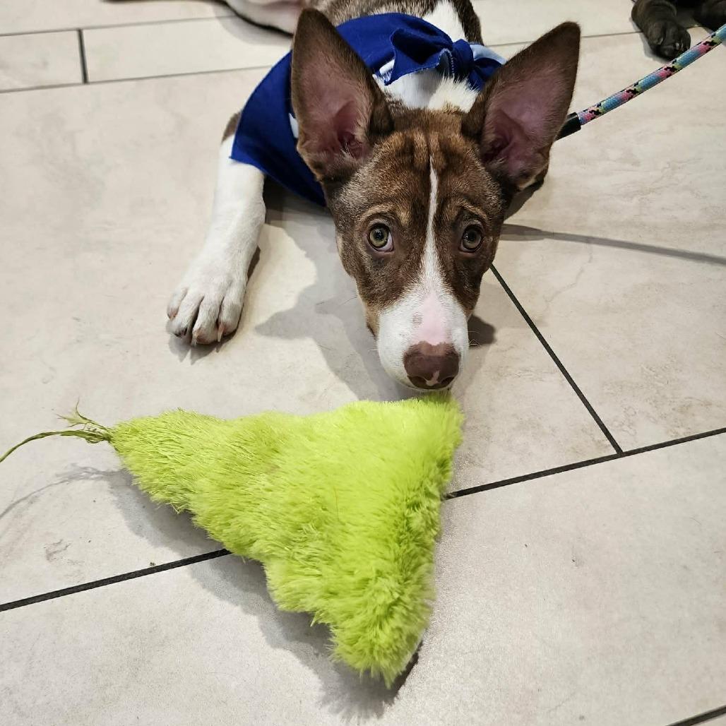 Enlarge Jacob, a Adoptable Mixed Breed in Wichita, KS image 3/6