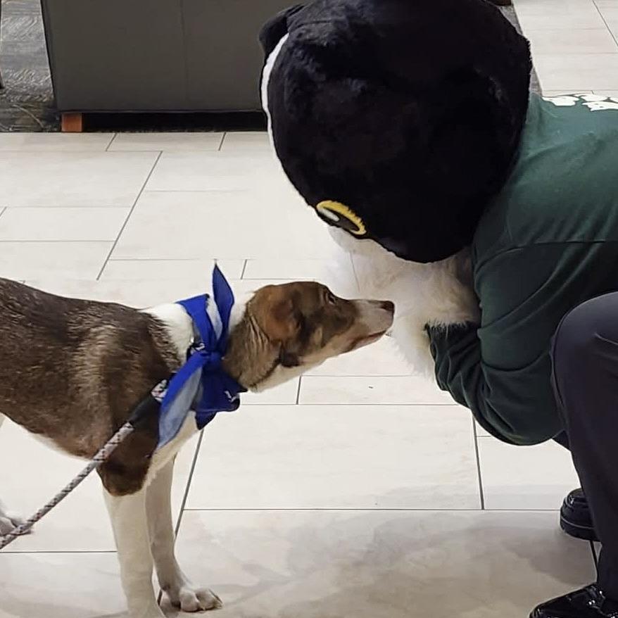 Enlarge Jacob, a Adoptable Mixed Breed in Wichita, KS image 4/6