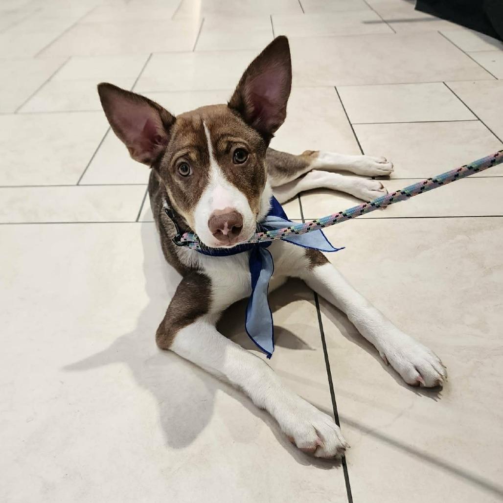 Enlarge Jacob, a Adoptable Mixed Breed in Wichita, KS image 6/6