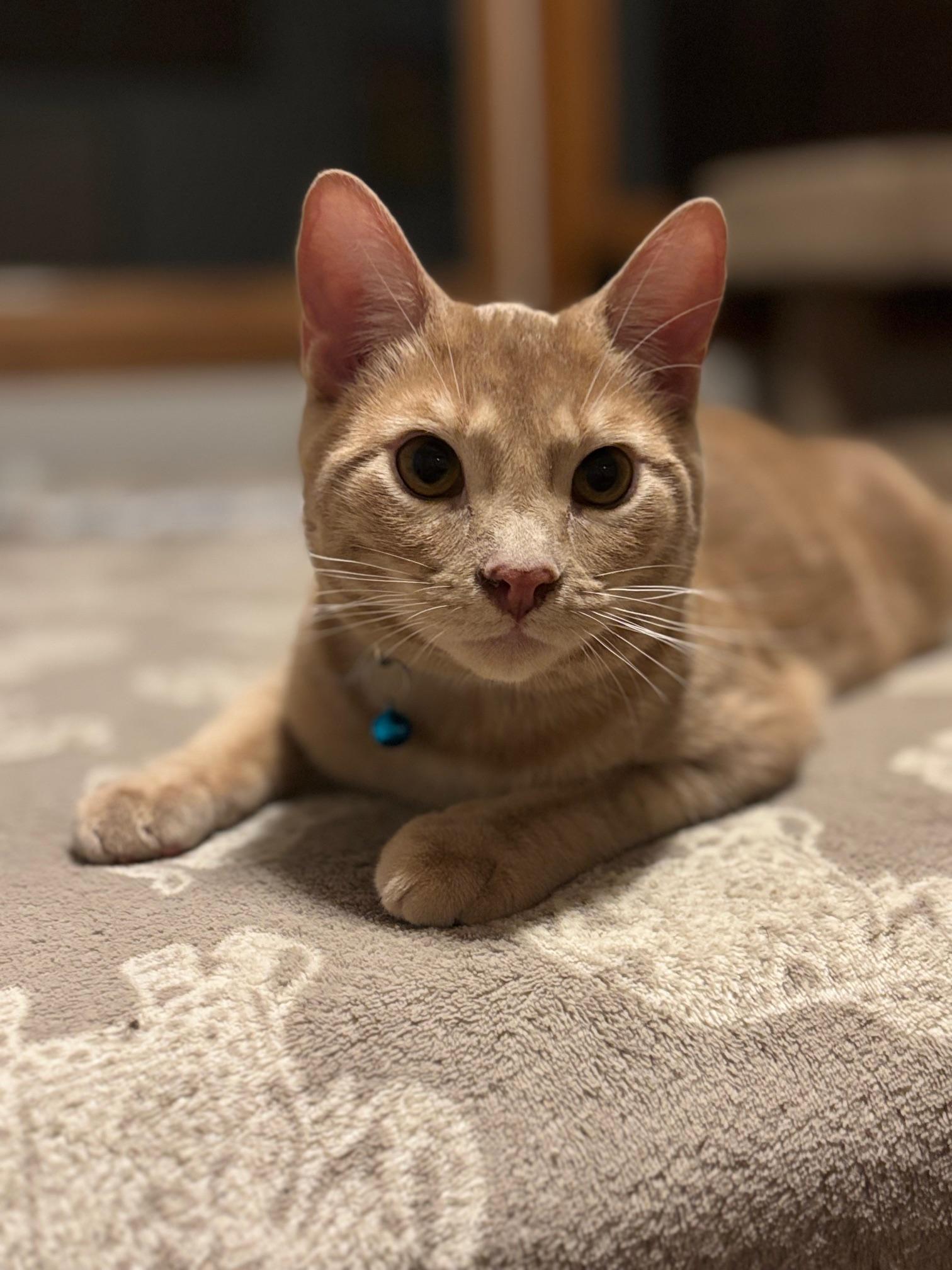 Zach, a Adoptable Domestic Short Hair in Barrington Hills, IL image 5/5