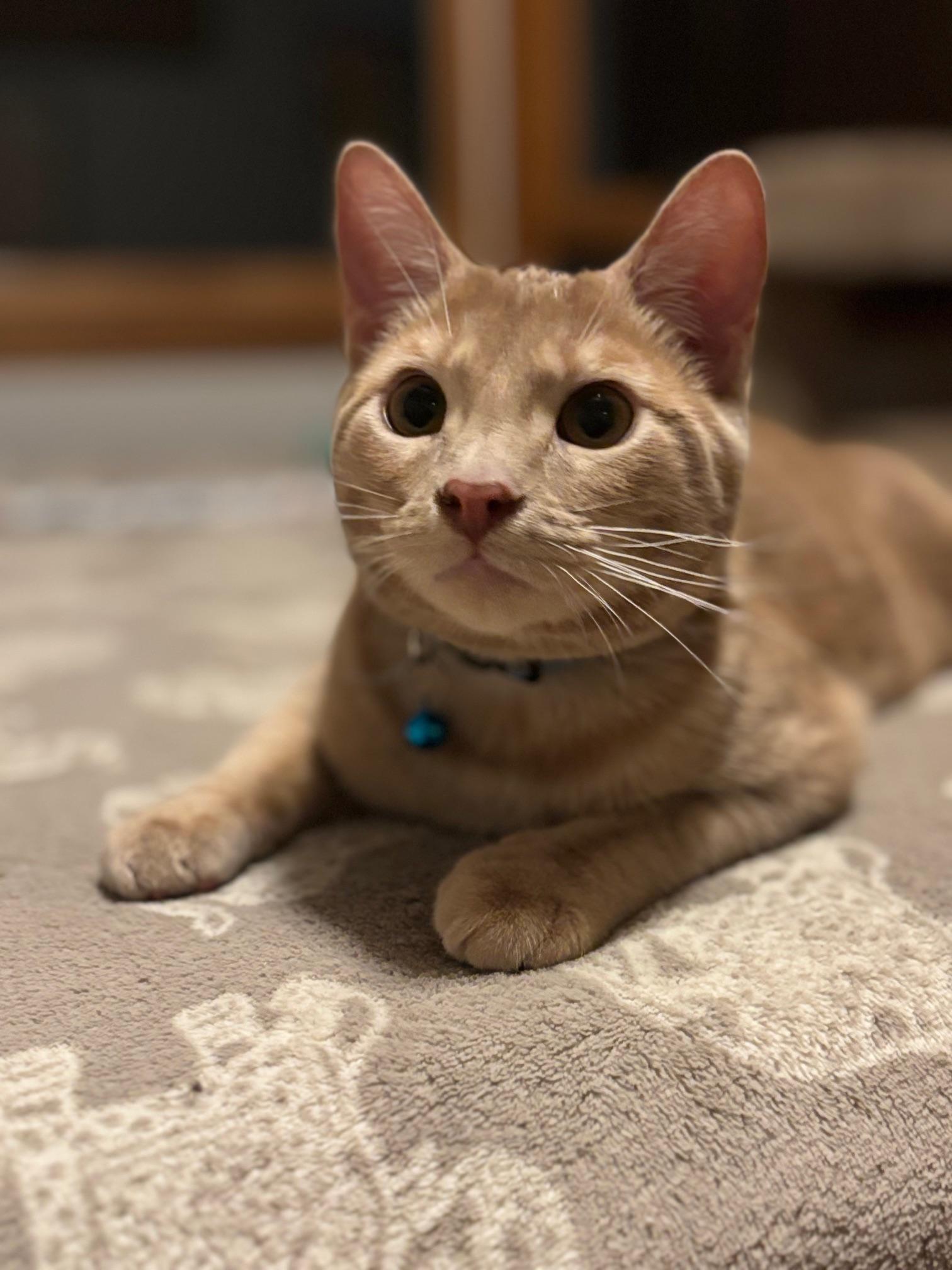 Zach, a Adoptable Domestic Short Hair in Barrington Hills, IL image 1/5