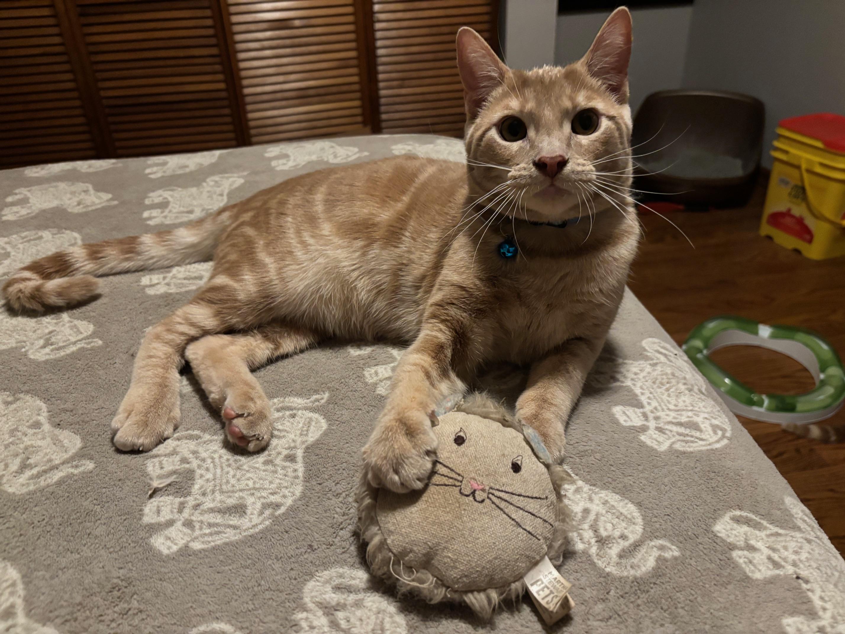 Zach, a Adoptable Domestic Short Hair in Barrington Hills, IL image 4/5