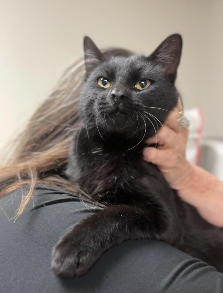 Sprig, Adoptable, Adult Male Domestic Short Hair.