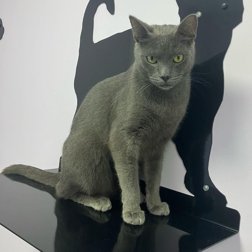 Enlarge Ashy, a Adoptable Domestic Short Hair in Boston, MA image 1/6