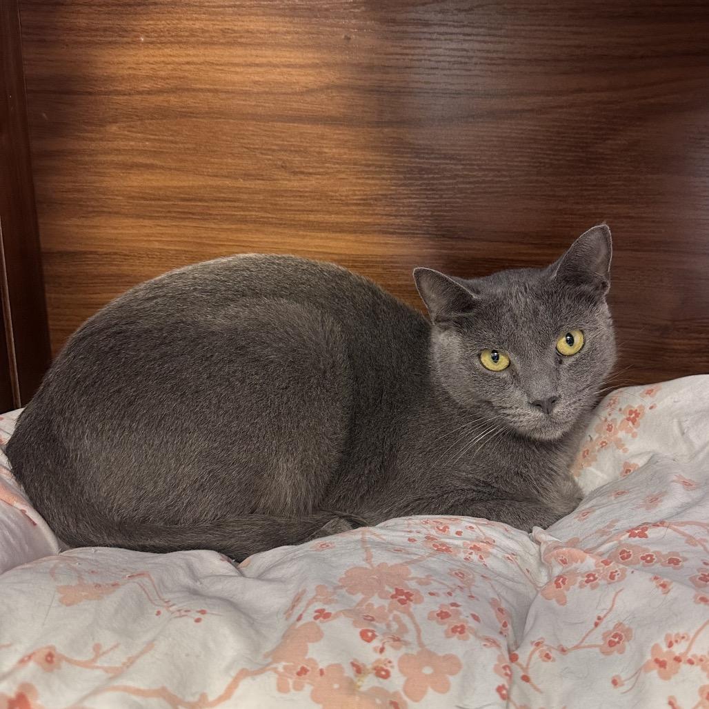 Enlarge Ashy, a Adoptable Domestic Short Hair in Boston, MA image 3/6