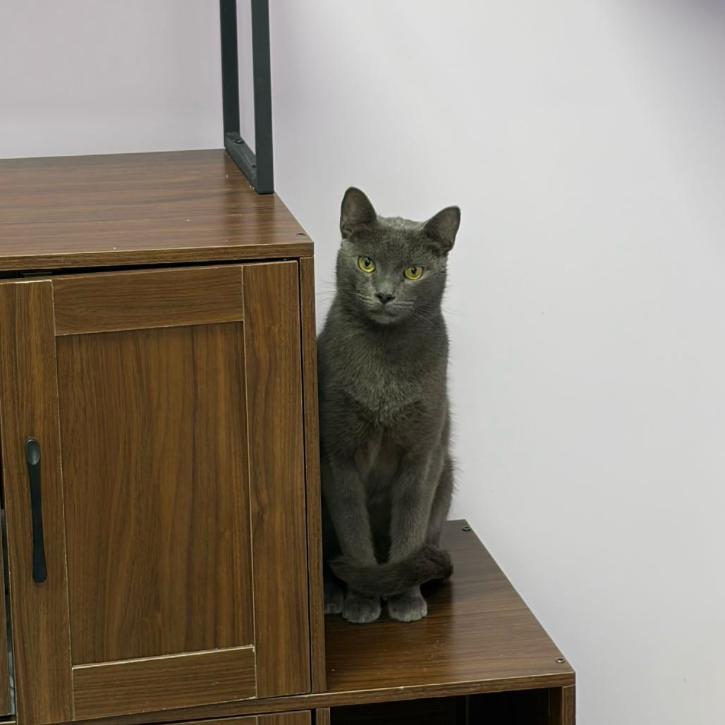 Enlarge Ashy, a Adoptable Domestic Short Hair in Boston, MA image 4/6