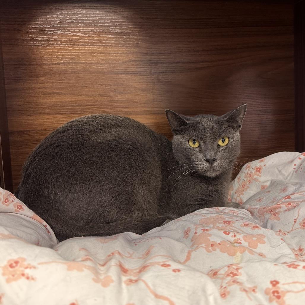 Enlarge Ashy, a Adoptable Domestic Short Hair in Boston, MA image 5/6