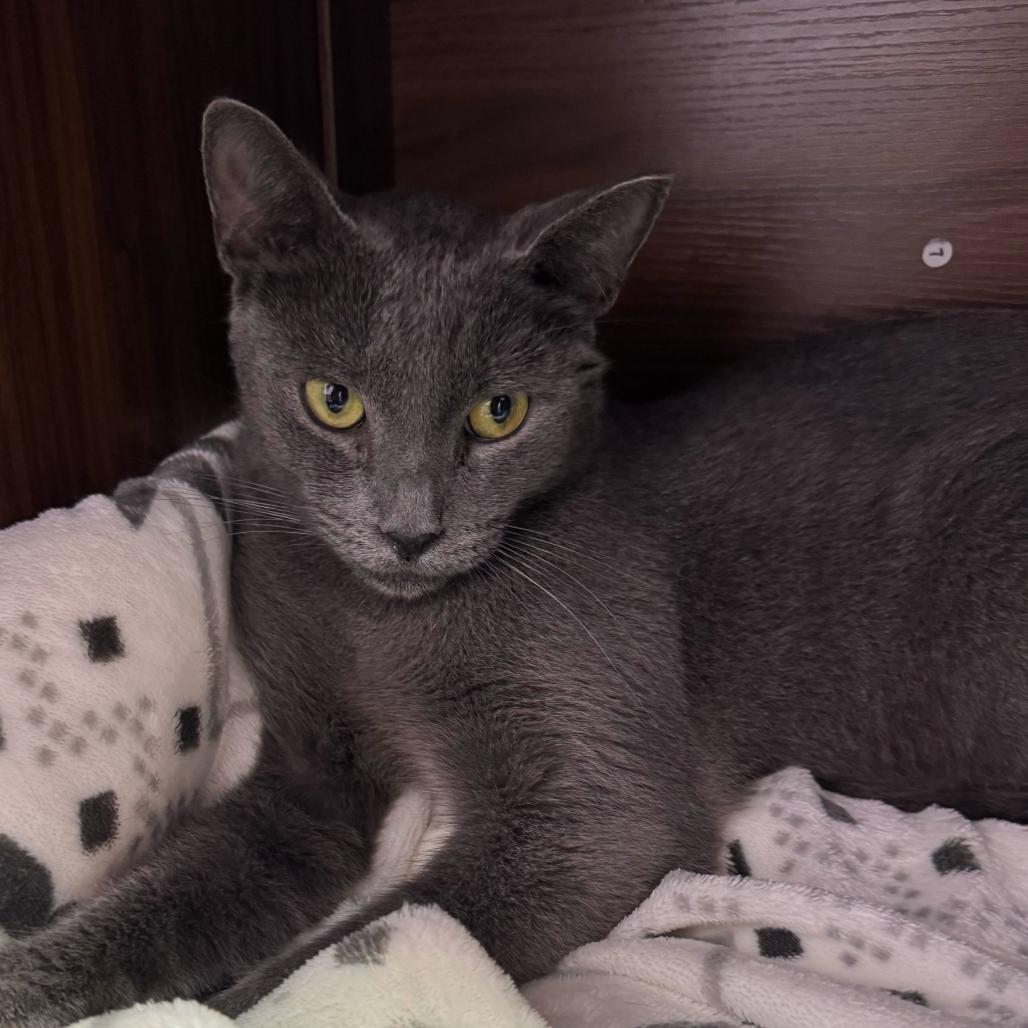 Enlarge Ashy, a Adoptable Domestic Short Hair in Boston, MA image 6/6