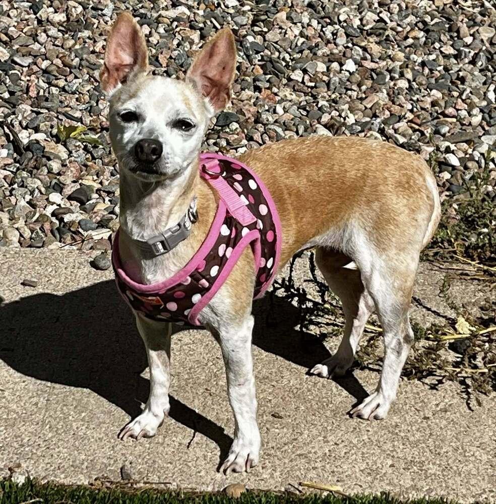 Granny Shark, Adoptable, Senior Female Chihuahua.