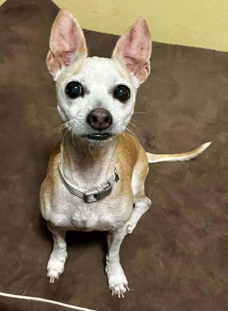 Enlarge Granny Shark, a Adoptable mixed breed in Colorado Springs, CO image 3/5