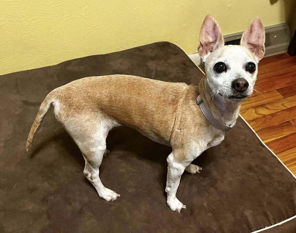 Enlarge Granny Shark, a Adoptable mixed breed in Colorado Springs, CO image 4/5