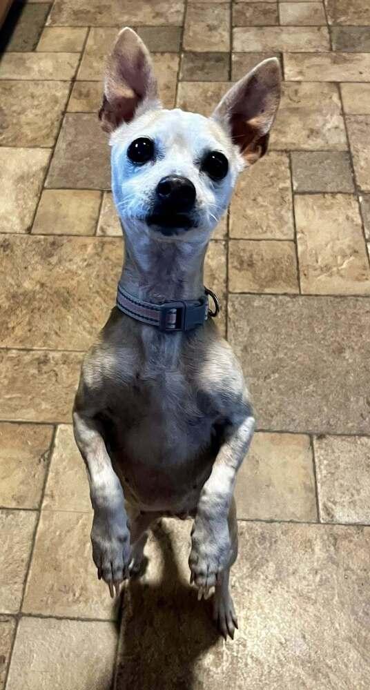 Enlarge Granny Shark, a Adoptable mixed breed in Colorado Springs, CO image 5/5