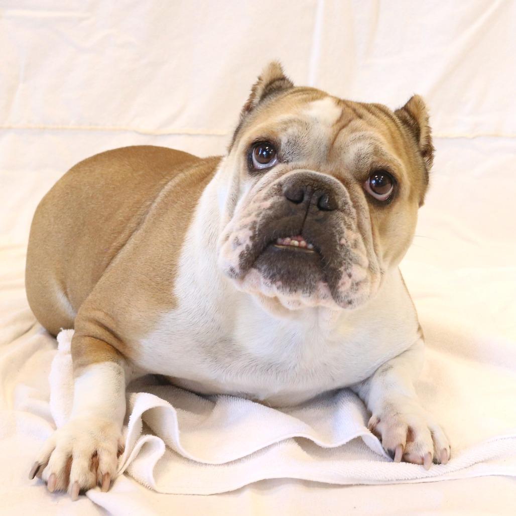 Ember, Adoptable, Adult Female English Bulldog.