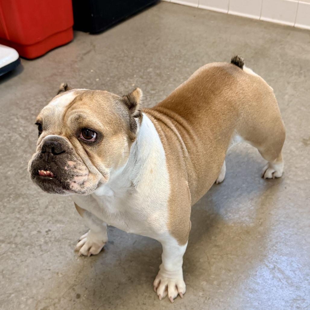 Enlarge Ember, a Adoptable English Bulldog in Rifle, CO image 2/2