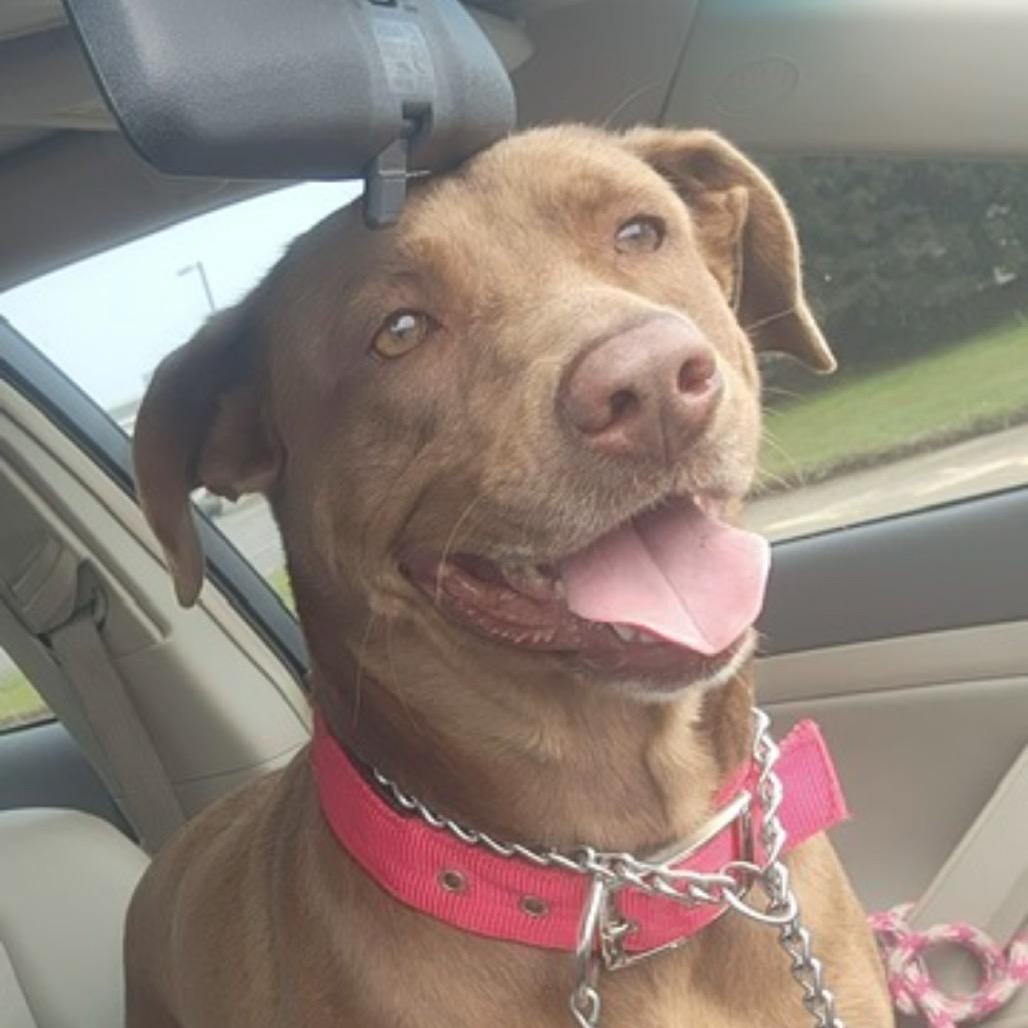 Nala, Adoptable, Adult Female Chocolate Labrador Retriever & Pit Bull Terrier.