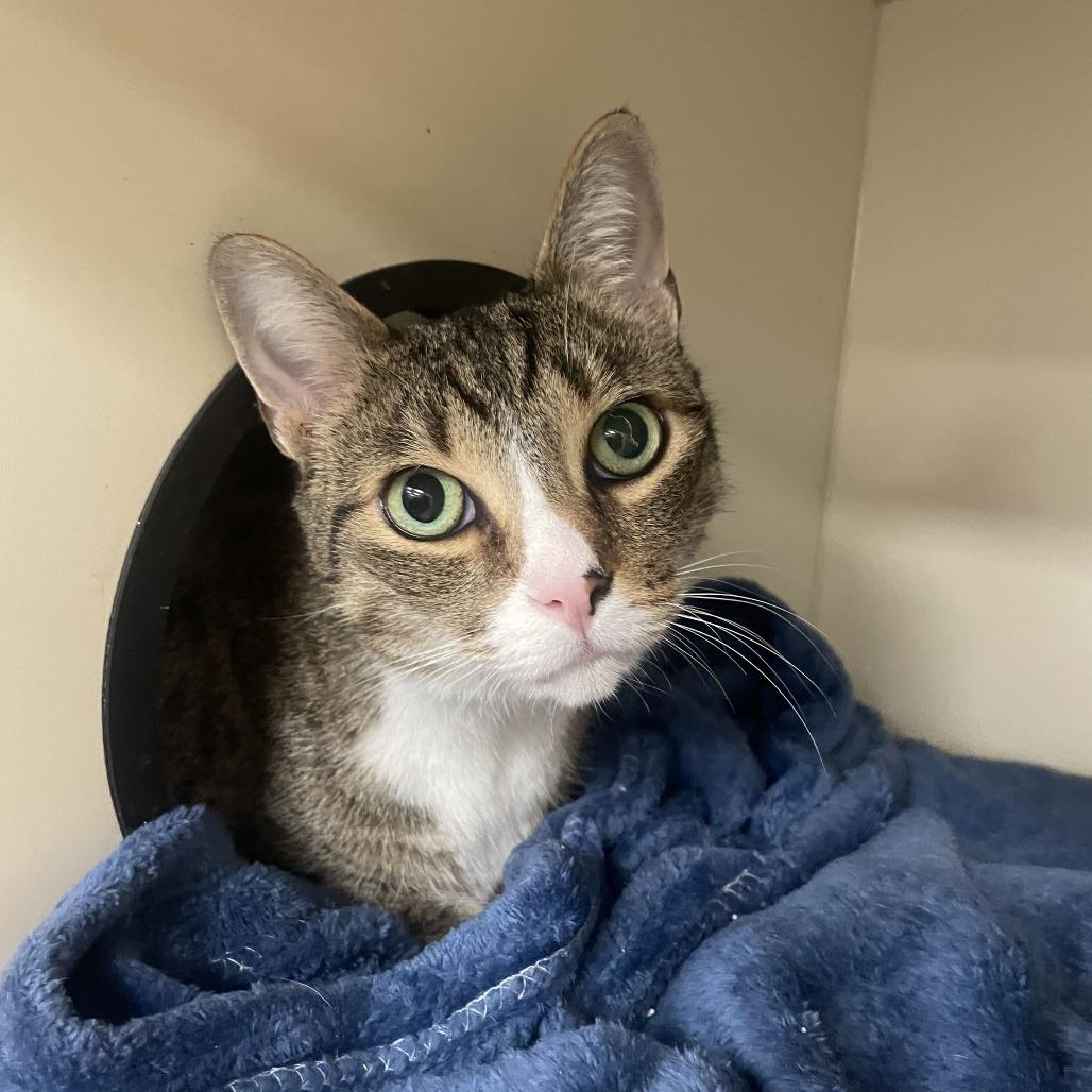 Enlarge May, a Adoptable Domestic Short Hair in Wilmington, DE image 1/1