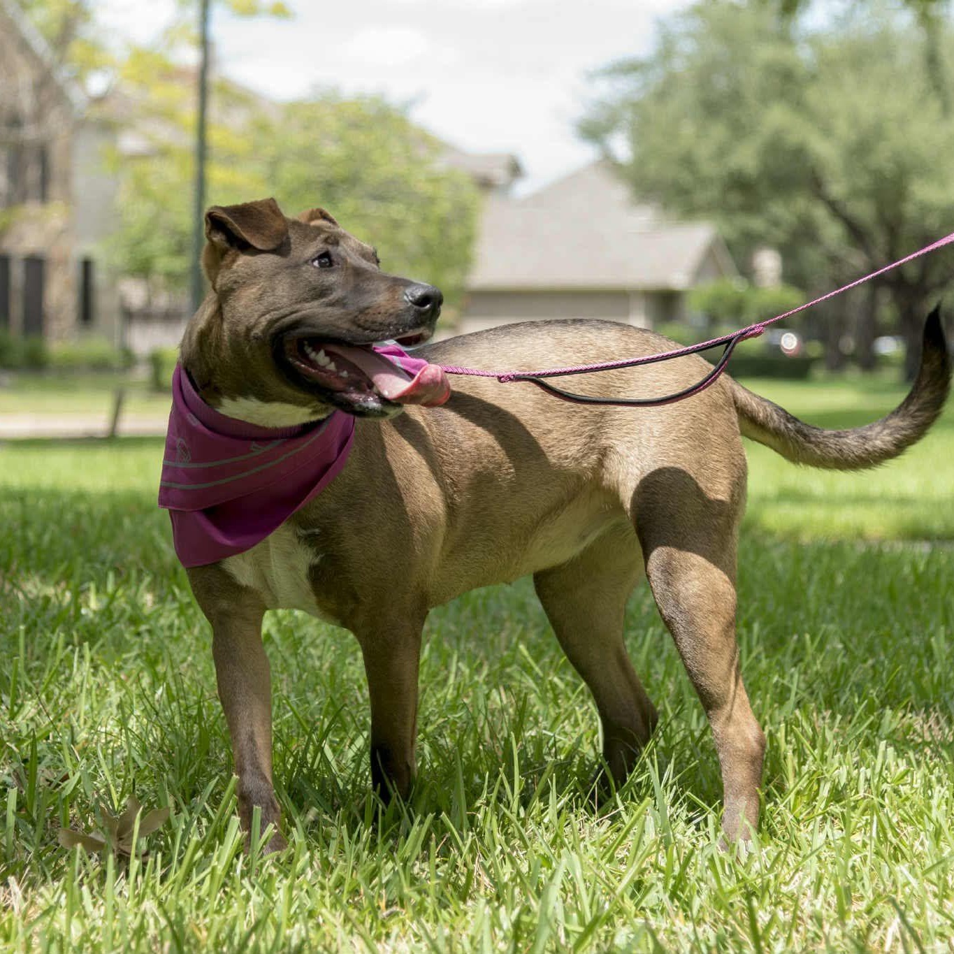 Enlarge Gina, a Adoptable mixed breed in Benton Harbor , MI image 3/6